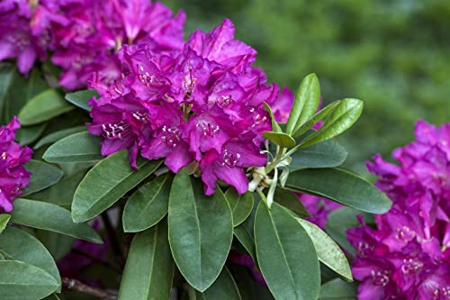Rhododendron Hybride 'Granat' 40-50 cm – Winterhart, Immergrün, Mehrjährig – Rhododendron – Zierstrauch für Garten & Kübel