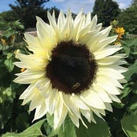 Flower - Sunflower - White Nite - 50 Seeds
