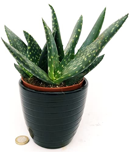 POWERS TO FLOWERS - ALOE PARADISICUM IN VASO CERAMICA NERO A RIGHE, pianta vera