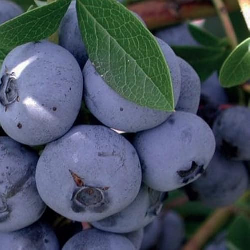 Amerikanische Heidelbeere Nelson 1L Garten Pflanze mit Schönen Blüten - Die Perfekte Dekoration für Ihr Grundstück - Für Anfänger und Professionelle Gärtner - Leckeres und Gesundes Obst