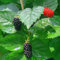 300 piezas plantas de mora semillas resistentes fruta fresca plantas en macetas mora resistente al aire libre, Rubus fruticosus árboles frutales enanos regalos sostenibles árboles jardín