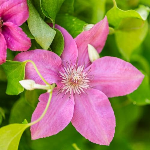 Clematis 'Pink Fantasy' – Pale Pink Large Flowered Climber, Flowers July–Sept, Shade Tolerant, Ideal for Fences, Walls & Containers – Easy Hardy Garden Plant - 7cm Pot x1 by Thompson and Morgan