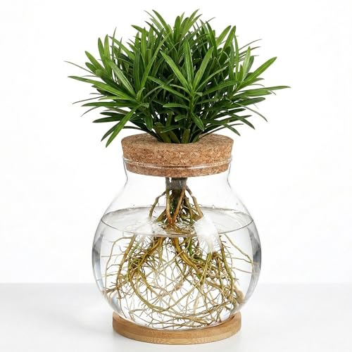 Homoyoyo Ciotola per pesci in vetro da tavolo con coperchio in legno, vaso di propagazione delle piante in vetro, piccolo acquario rotondo per terrario idroponico per piante acquatiche muschio