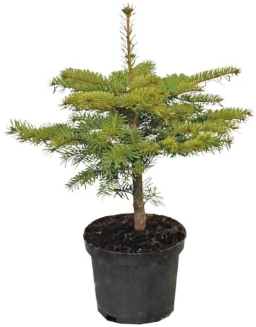 GARTEN SCHLÜTER® Nordmann-Tanne - Container | Abies nordmanniana Weihnachtsbaum Tannenbaum -Pflanze Immergrün Winterhart - Tannen