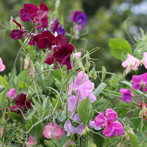 Sweet Pea Dwarf Cupid Mixed Seeds – Delightfully Fragrant, Compact Blooms for Pots, Borders & Hanging Baskets – Low-Growing Lathyrus – Easy to Grow – Cottage Garden Favourite