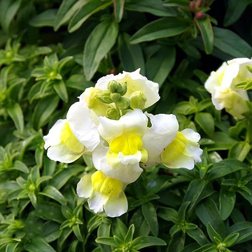 Löwenmäulchen wildblumensamen herbstaussaat bonsai topf frühlingsblumen gartenpflanze schmetterlingsflieder blumensaat blumenwiesensaat blumengarten gartendeko für draußen exotische 150samen