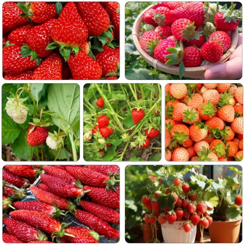 semi di fragola - colonnario perenne resistenti biologico giardino interno resistenti all'aria 300pcs