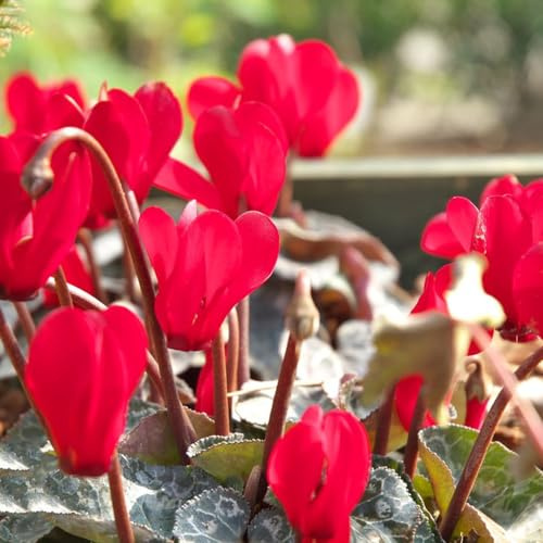 ciclamino primi giardino interno semi selvaggio giardino interno esotico reverdecimiento tetti semi 180pcs