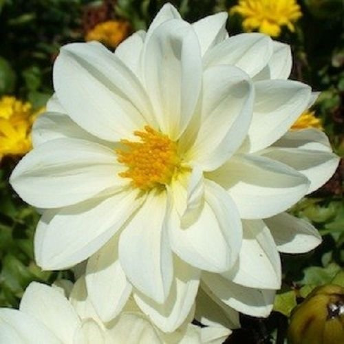NEW! 15+ PURE WHITE DAHLIA FLOWER SEEDS (MIGNON) : Seeds Only