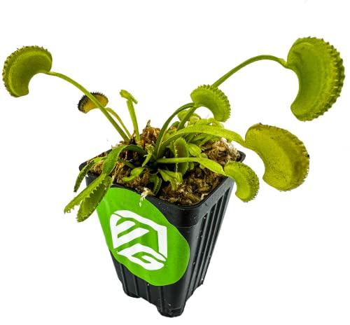 Dente Venus Fly Trap Live Plant - Dionaea muscipula 'Dente' by Wellspring Gardens - Carnivorous Plant - Fly Trap Plant - Unique Indoor Plant - Starter Plant