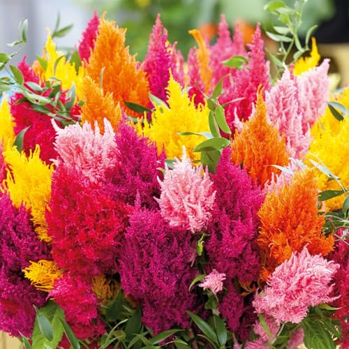 Eden Brothers Celosia Seeds - Mixed Pampas Plume