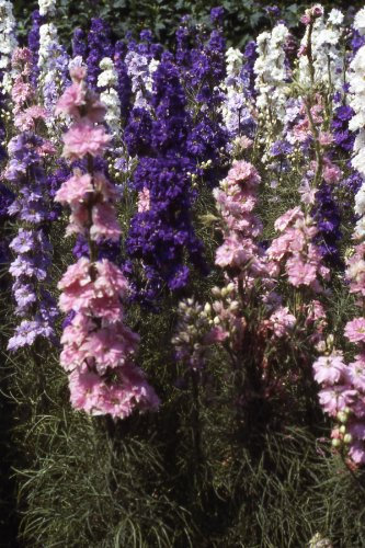 100 Delphinium Larkspur Giant Hyacinth Mix Seeds - Consolida Ajacis - 100 Seeds