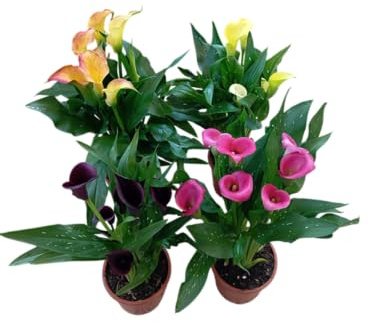 Set Calas Naturales x4 – Plantas Decorativas de Estilo Minimalista y Refinado