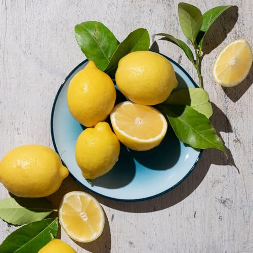 Semillas resistentes de limonero del zapote, resistentes de limonero balcón con forma de columna, 200pcs