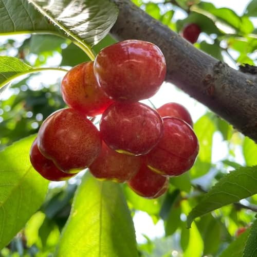 semillas de cerezo frutales perennes 250pcs