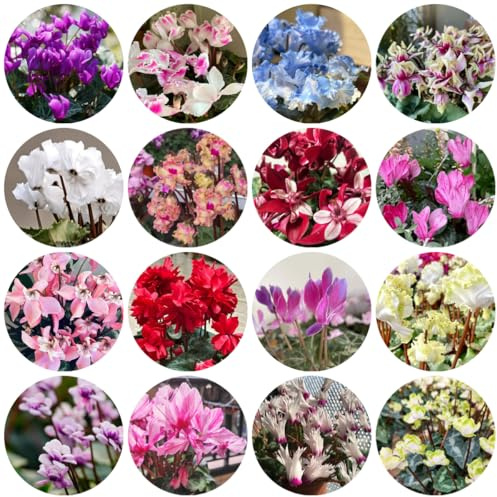semi di ciclamino - ciclamino - selvatici da balcone decorativi resistenti da balcone semi di perenni recisi giardino roccioso resistenti 500pcs