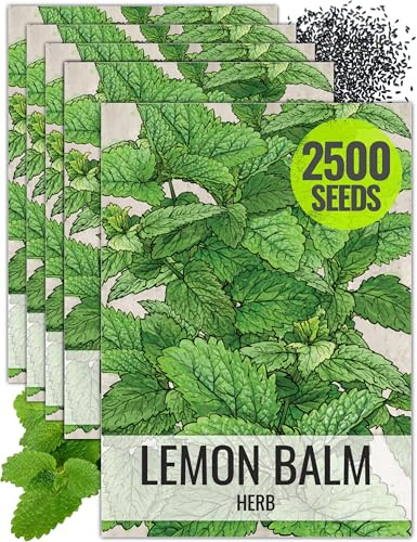 Seed Needs Lemon Balm Seeds for Planting - Non-GMO, Heirloom & Untreated Perennial Medicinal Herb - Plant Indoors/Outdoors Used for Making Calming Tea (5 Packs)