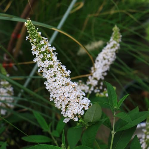 Semi di lillà farfalla, da balcone Buddleja lindleyana, buddleia, rustiche per balconi resistenti per il giardino 20pcs