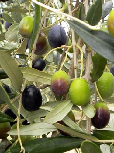 Pianta di ulivo, olea europea, pianta da olio o ornamentale, h130-150cm, età 2 anni (Frantoio)