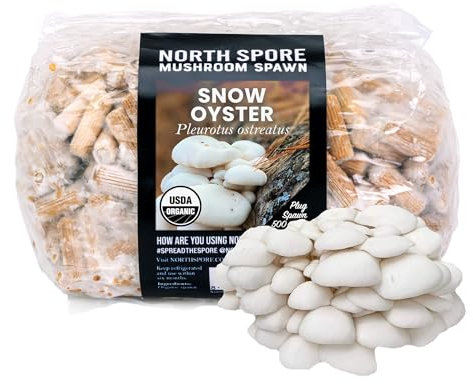 North Spore Bio Schneeauster (500 ct) Pilzpfropfen für Holzscheite | Premium Qualität Pilz Plug Spawn | Handgefertigt in Maine, USA | Gourmetpilze im Freien auf Holzscheiten anbauen