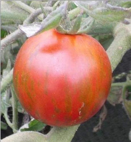 Seed Imported Very Beautiful Aquarium S Seed (60 Per Packet)