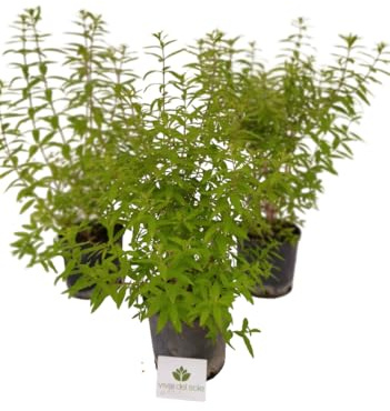 Set 3 vasi Citronella in Vaso Diametro 20 cm, VIVAI DEL SOLE, Pianta Aromatica Repellente Naturale Antizanzare, per Balcone e Giardino,