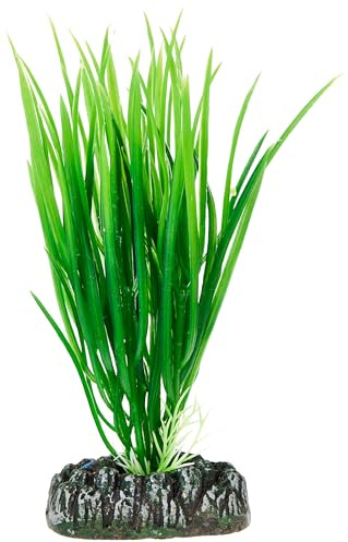 Hobby 41500 Cyperus, 16 cm