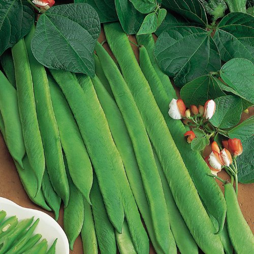 Vegetable Seeds - Ideal for Kids - Runner Beans (Painted Lady)
