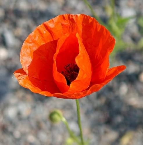 Saat-Mohn - Papaver dubium - Blume - 500 Samen