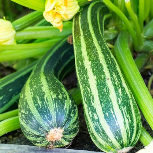 PREMIER SEEDS DIRECT - ORGANIC ITALIAN COURGETTE - STRIATO D'ITALIA (40-Seeds)