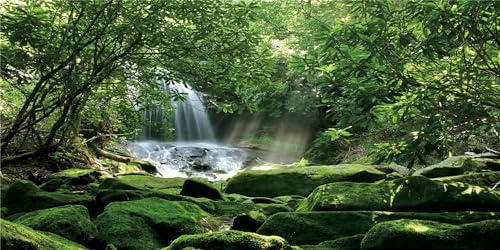 MIRRORANG 76x46cm Wald Terrarium Hintergrund Tropischer Regenwald Reptilien Lebensraum Hintergrund Stein Sonniger Wasserfall Aquarium Hintergrund Vinyl