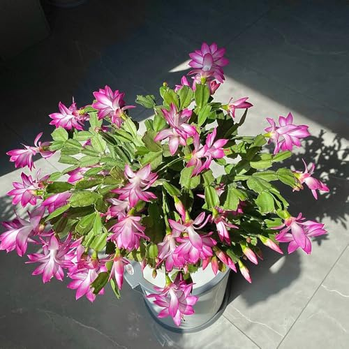 semi di Schlumbergera - giardino perenni resistenti 100pcs