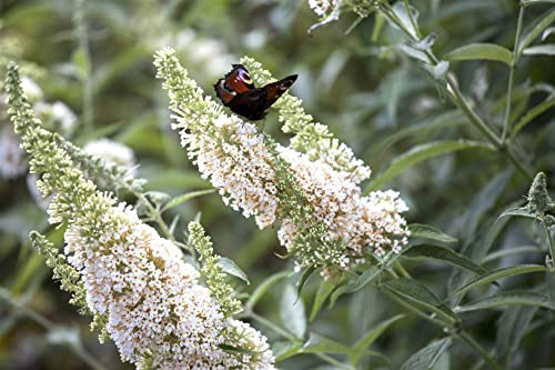 Buddleja davidii 'White Profusion' 40–60 cm – Winterhart, Mehrjährig, Pflegeleicht – Schmetterlingsflieder – Zierstrauch für Garten & Kübel