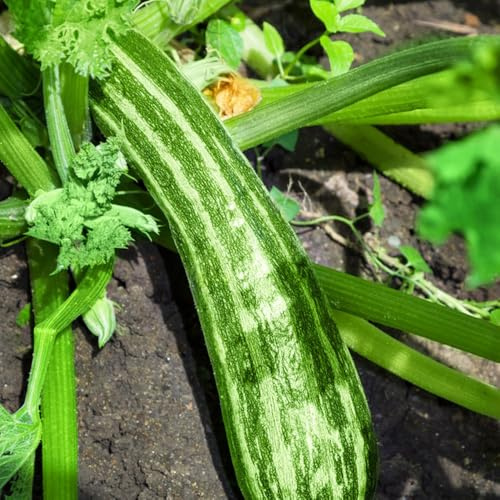 Semillas de calabacín orgánicas, decorativas, resistentes al invierno para balcones jardín 200pcs