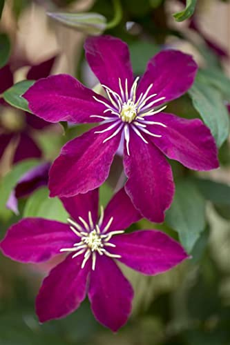 Clematis Hybride 'Niobe' 40–60 cm – Winterhart, Mehrjährig, Pflegeleicht – Waldrebe – Kletterpflanze für Pergola & Rankhilfe