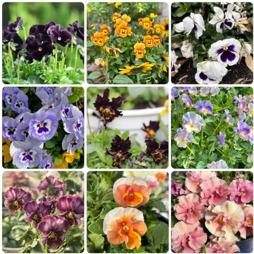 semi di viola del pensiero resistenti ornamentali decorazione di viola del pensiero per aiuole rialzate di recisi 25pcs