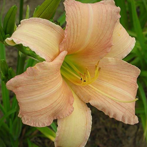 Blumixx Stauden Hemerocallis Hybride 'Luxury Lace' – Taglilie, apricotrosa blühend, winterharte Staude, robust, für Garten