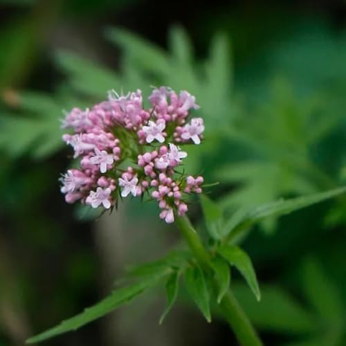 Semi di valeriana, resistenti per il giardino Valeriana officinalis, semi di medicinali per giardino 300pcs