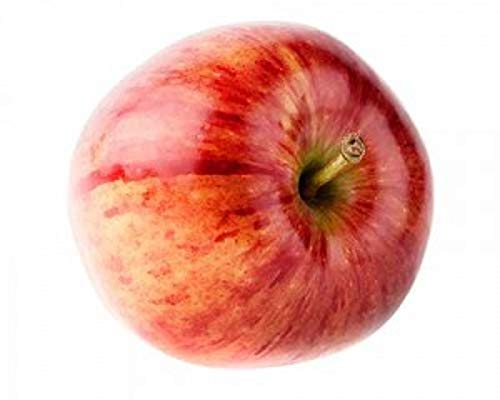 Malus Domestica Cox Orange Pippin Apfelbaum 100–120 cm Halbstamm – aromatischer Apfel, robuste Sorte, hoher Ertrag, ideal für Garten & Obstwiese, winterhart, gesunde Fruchtqualität