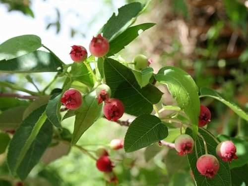 Essbare Felsenbirne Amelanchier laevis 'Ballerina' Pflanze 45-50cm veredelt