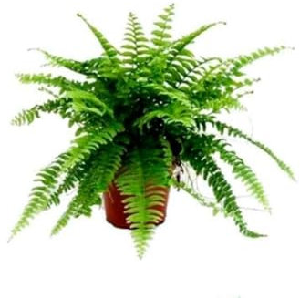 1 planta natural Nephrolepsis, Helecho de Boston, 15-20 cm. Helechos con frondas verdes arqueadas, ideal para decoración y purificación. Segura Garden.