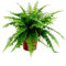 1 planta natural Nephrolepsis, Helecho de Boston, 20-30 cm. Helechos con frondas verdes arqueadas, ideal para decoración y purificación. Segura Garden.
