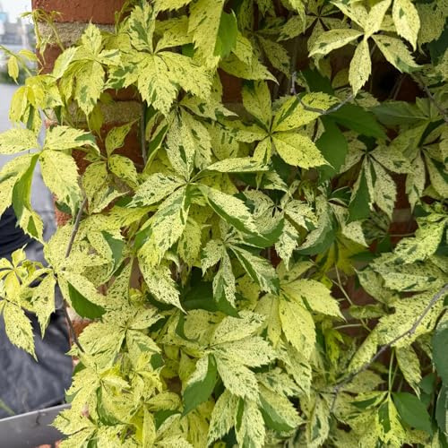 wilder wein, jungfernrebe - herbstpflanzen winterhart blühend Parthenocissus tricuspidata steingartenpflanzen gartendeko für draußen minigarten winterharte kübelpflanzen büropflanzen 420samen
