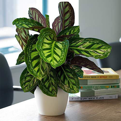 1 x Premium Calathea Flamestar | Immergrüne 30-40cm Korbmarante im Topf für den Innenbereich