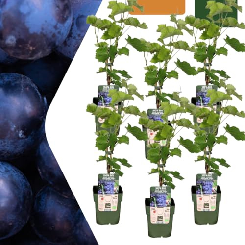 Bio Weintraube – Vitis vinifera – Ø13 cm – ↨20 cm – 6 Pflanzen – Biologische Weinpflanzen für Garten, Balkon & Terrasse – Selbstgezogen, Frostbeständig