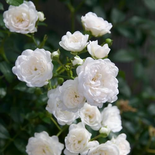 Rose Rosa White Fairy Staude 12 cm | winterhart, für Beet und Kübel, bienenfreundlich, robuster Wuchs