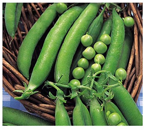 PREMIER SEEDS DIRECT - PEA - METEOR - DWARF FIRST EARLY - 250 FINEST SEEDS