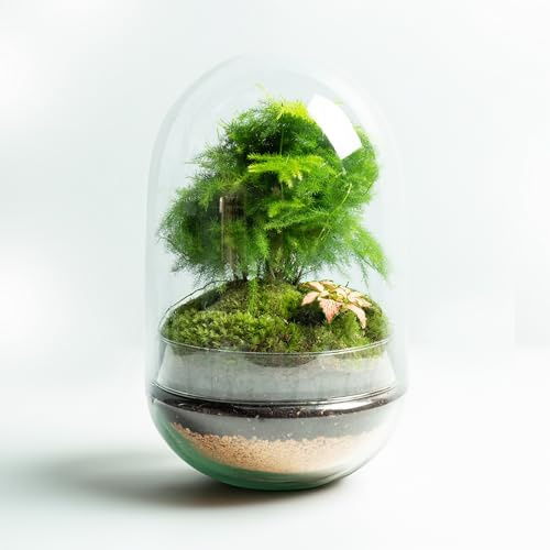 Terrario Plantas de Cristal | Recipiente con Ficus Ginseng y Fitonia | Jardín Eterno | Omotesando | Plantas Naturales | Ecosistema Natural | Jardín en un Bol | Regar una Vez al año | Aspa Natura