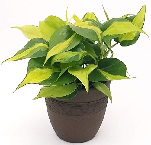 POWERS TO FLOWERS - PHILODENDRON SCANDENS BRASIL IN VASO CERAMICA MOKA, pianta vera