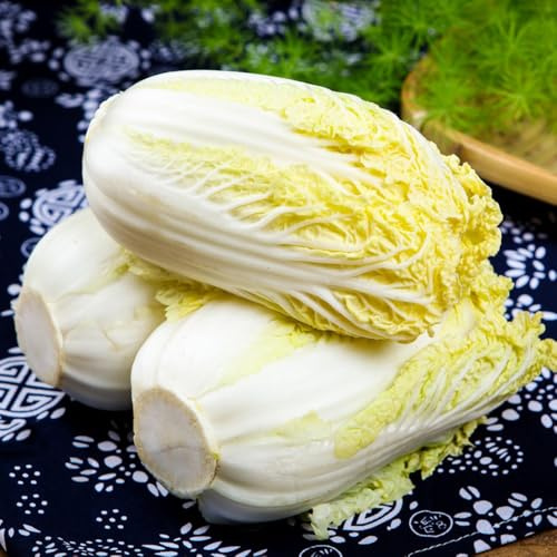 semillas de Pak Choi, de jardín Semillas de col china orgánicas, de jardín de rocas resistentes cubierta vegetal 80pcs